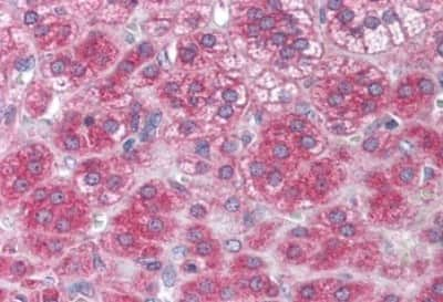 Immunohistochemistry-Paraffin: NT-3 Antibody [NBP3-14428] - Immunohistochemistry of formalin-fixed, paraffin-embedded human adrenal after heat-induced antigen retrieval.